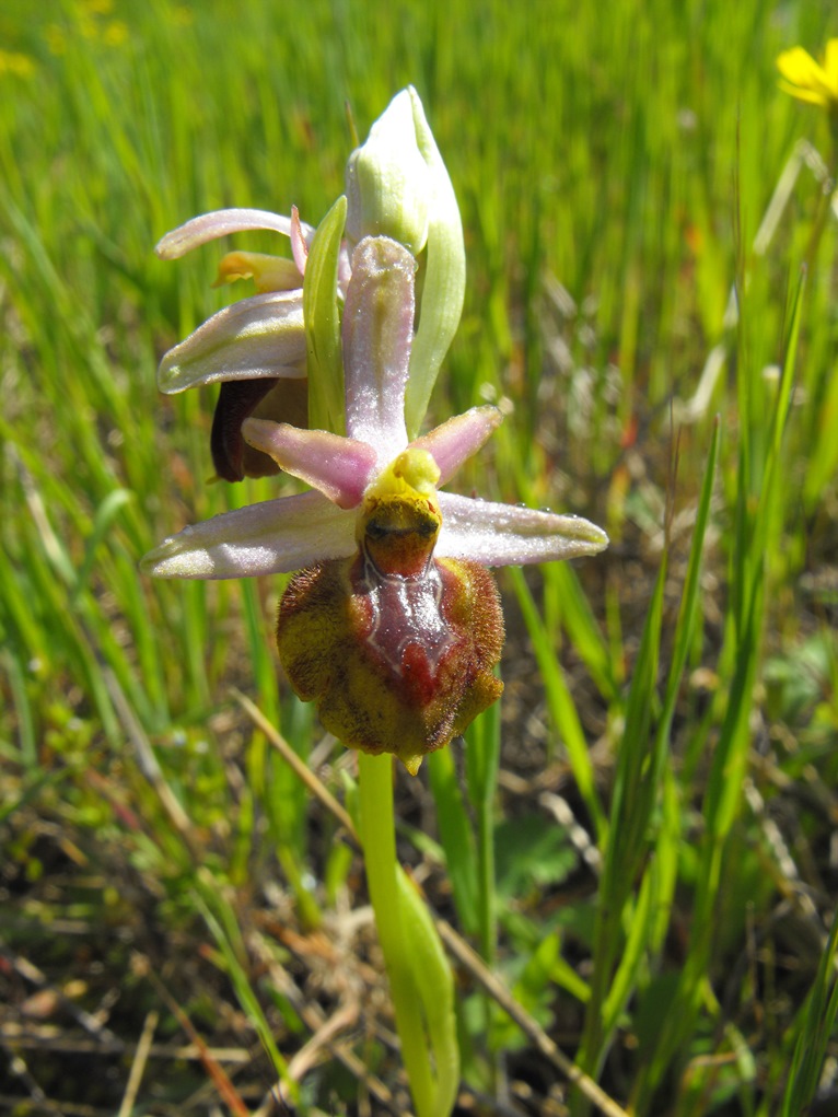 Per Orchidee lungo la piana del fiume Magra (SP)